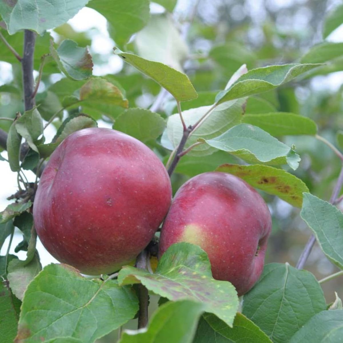 Яблони летние сорта для средней. Сорт яблони белорусское сладкое. Сорт яблони Лобо. Яблоня крупноплодная «белорусское сладкое».