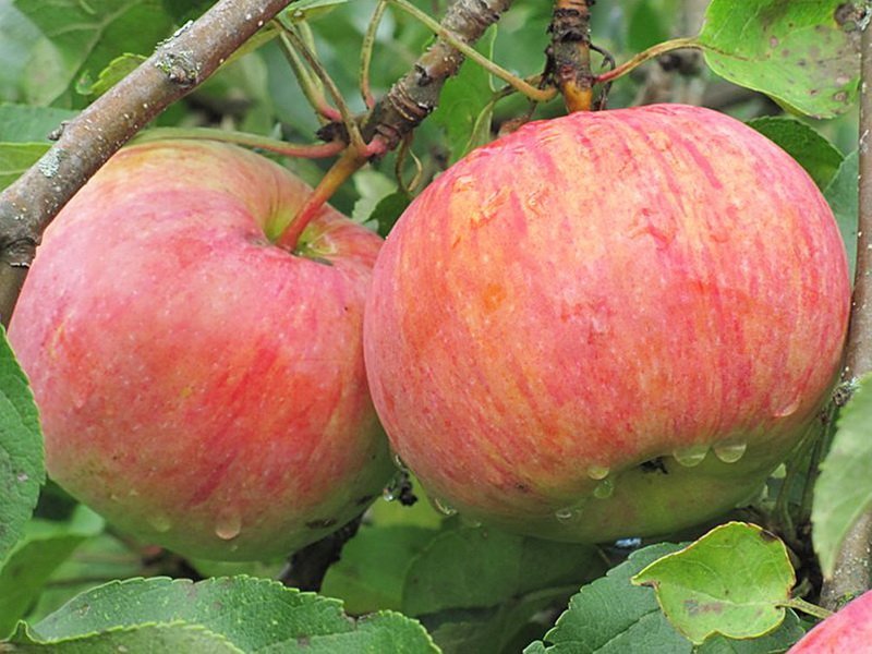 Саженцы летних сортов яблонь в Екатеринбурге