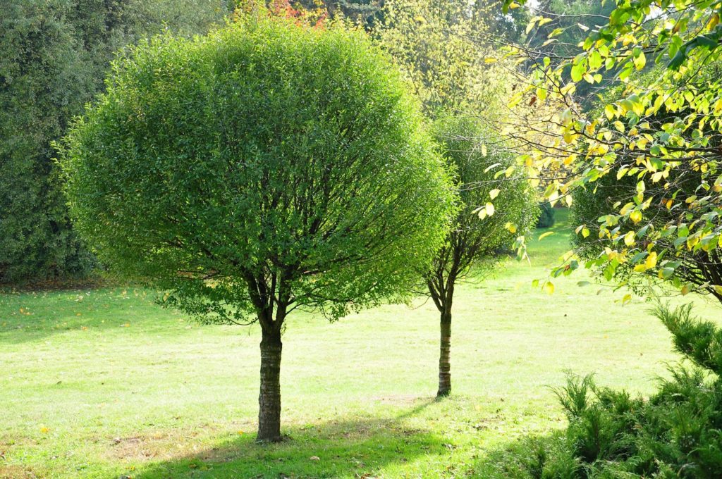 Дерево округлой формы. Ива ломкая шаровидная Булата. Ива ломкая шаровидная. Ива ломкая шаровидная ‘bullata’. Ива ломкая (шаровидная) Salix fragilis.